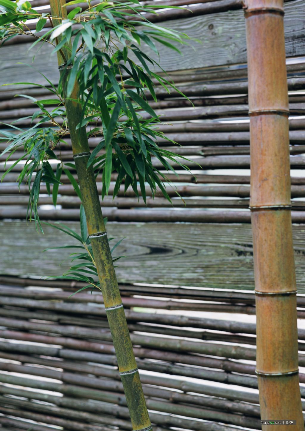  p>华箬竹属(学名:sasamorpha nakai)是禾本科赤竹属植物, 同时将该属