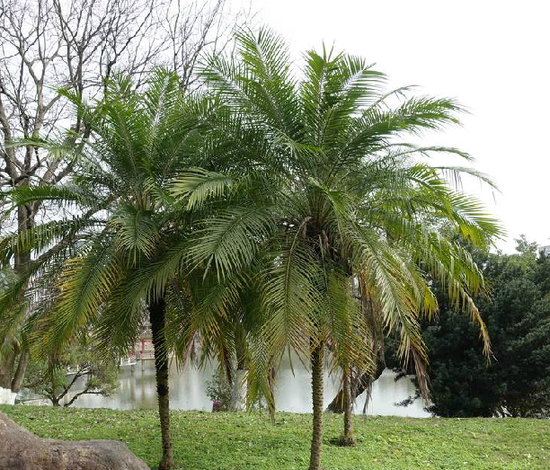  p>江边刺葵(学名: i>phoenix roebelenii /i> o.