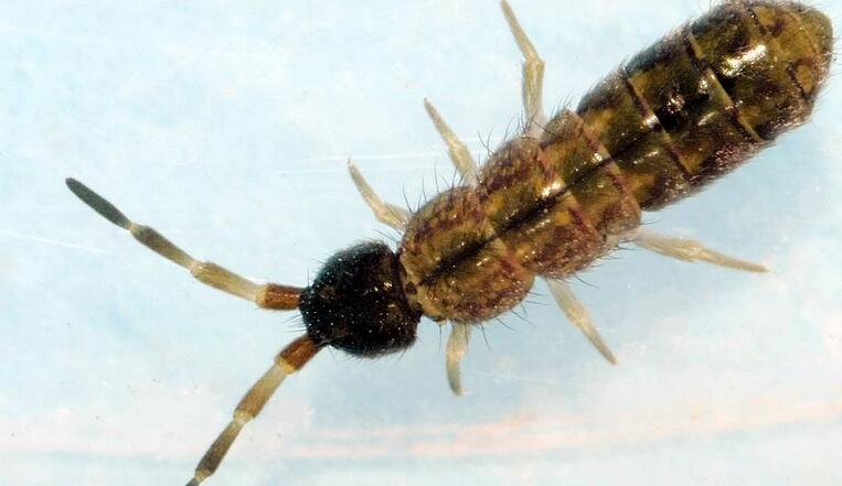  p>弹尾目(collembola)通称 a href="#" data-lemmaid="6300493">跳虫