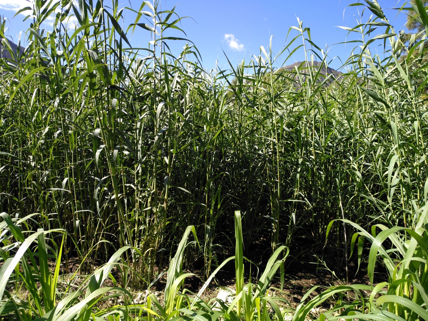 "绿洲一号"是菌草的一种,是非常适口的饲料,可以喂牛,羊,猪,鸡,鹅