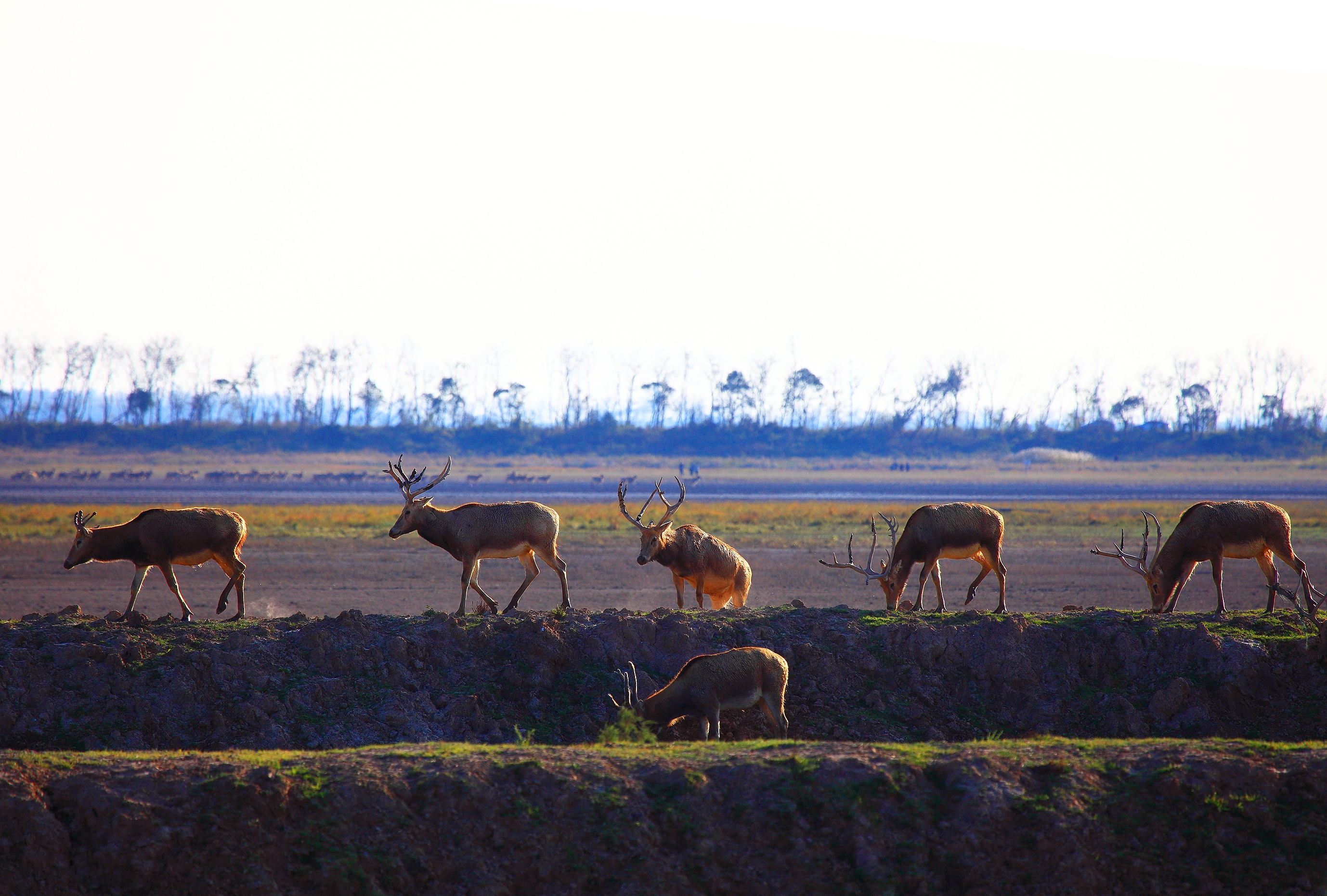 江苏大丰麋鹿国家级自然保护区