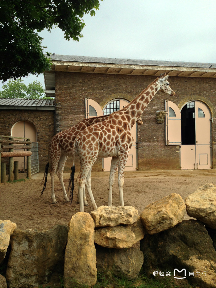  p>伦敦动物园为世界上最古老的动物园之一.