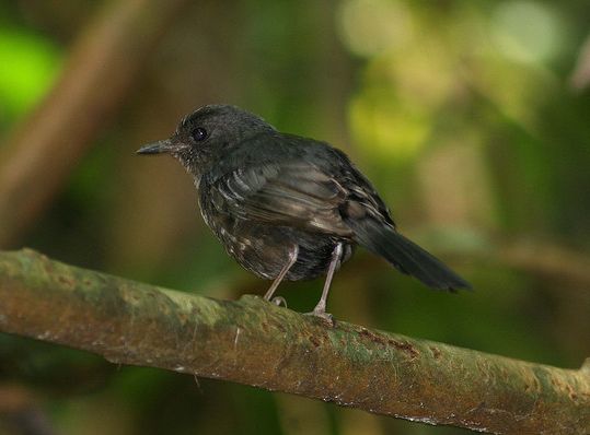  p>鹊鸲(学名: i>copsychus saularis /i>):为雀形目,鹟科,鹊鸲属的