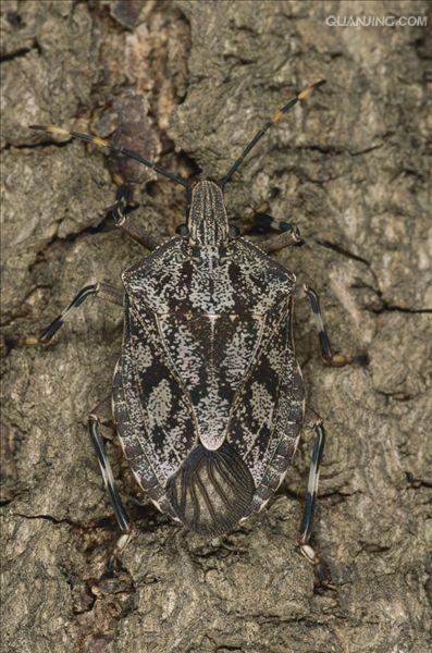 id="1113229">波巴布树 /a>, a target="_blank" href="/item/猢狲木