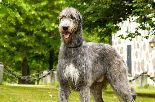  p>爱尔兰猎狼犬的英文名称为:irishwolfhound.