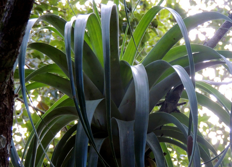  p>亚历克斯铁兰(学名: i>tillandsia utriculata /i>  l.