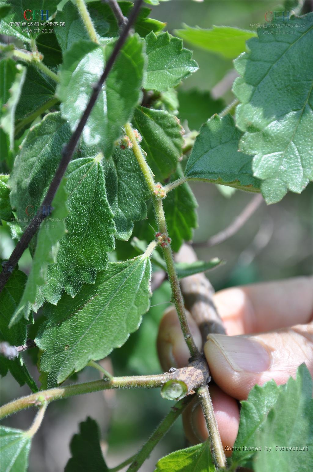  p>雾水葛,中药名.