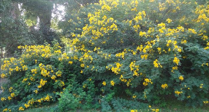 决明(决明子的功效与作用泡水喝的功效)