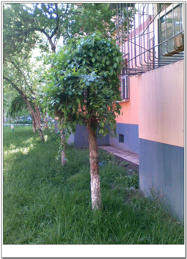 是 a>荨麻目 /a> a href="#">榆科 /a>榆属 a href="#">落叶乔木 /a