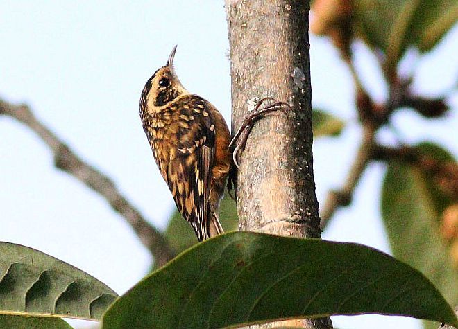 rusty-flanked treecreeper