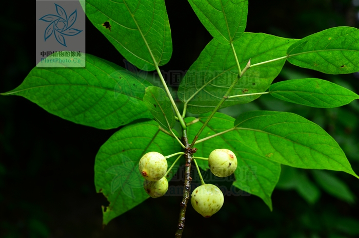 白背爬藤榕(变种)