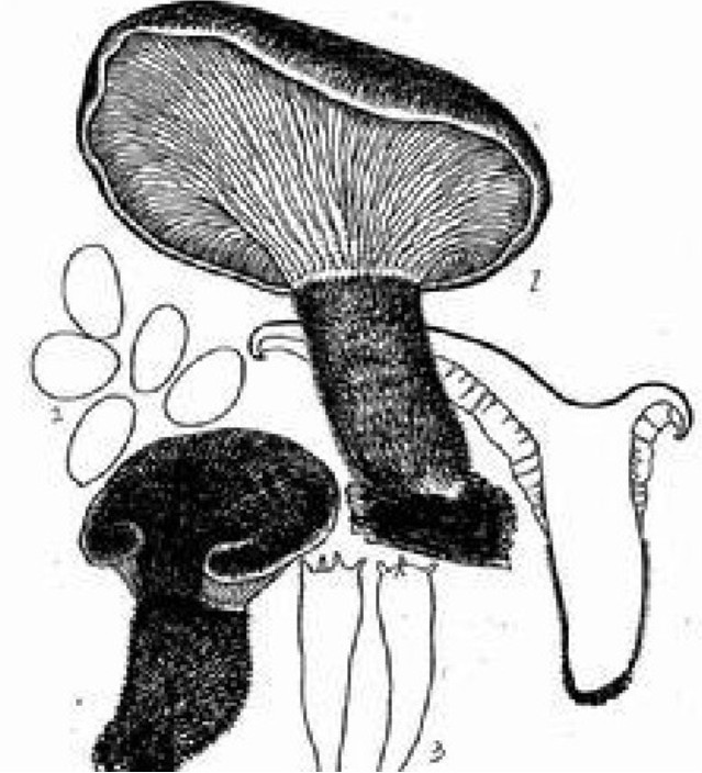  p data-id="gn3pybo1r3">毛柄网褶菌,属于伞菌目网褶菌科.