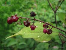 数珠珊瑚属 百度百科