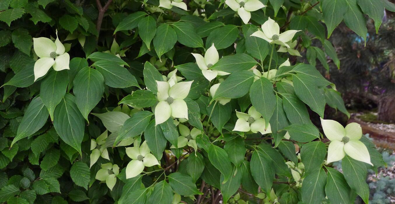 buerger ex hance )是山茱萸科,四照花属落叶小 a href="#" data