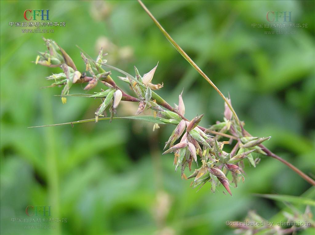  p>水蔗草属物种为多年生,分枝,披散草本;只有 a target="_blank"