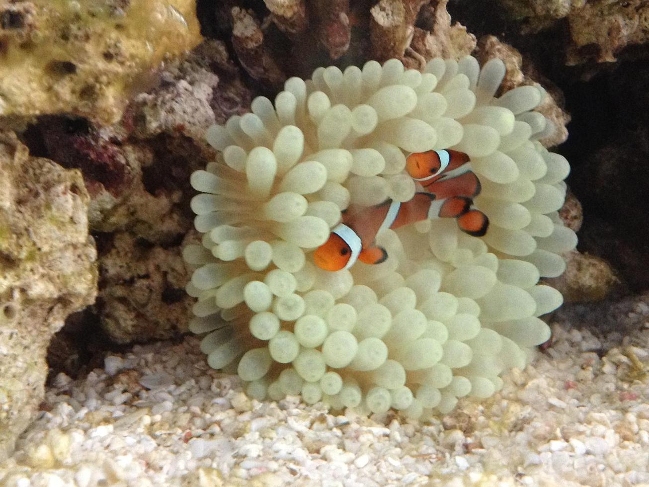  p>奶嘴海葵又称拳头海葵,学名樱蕾篷锥海葵,英文名:bulb anemone