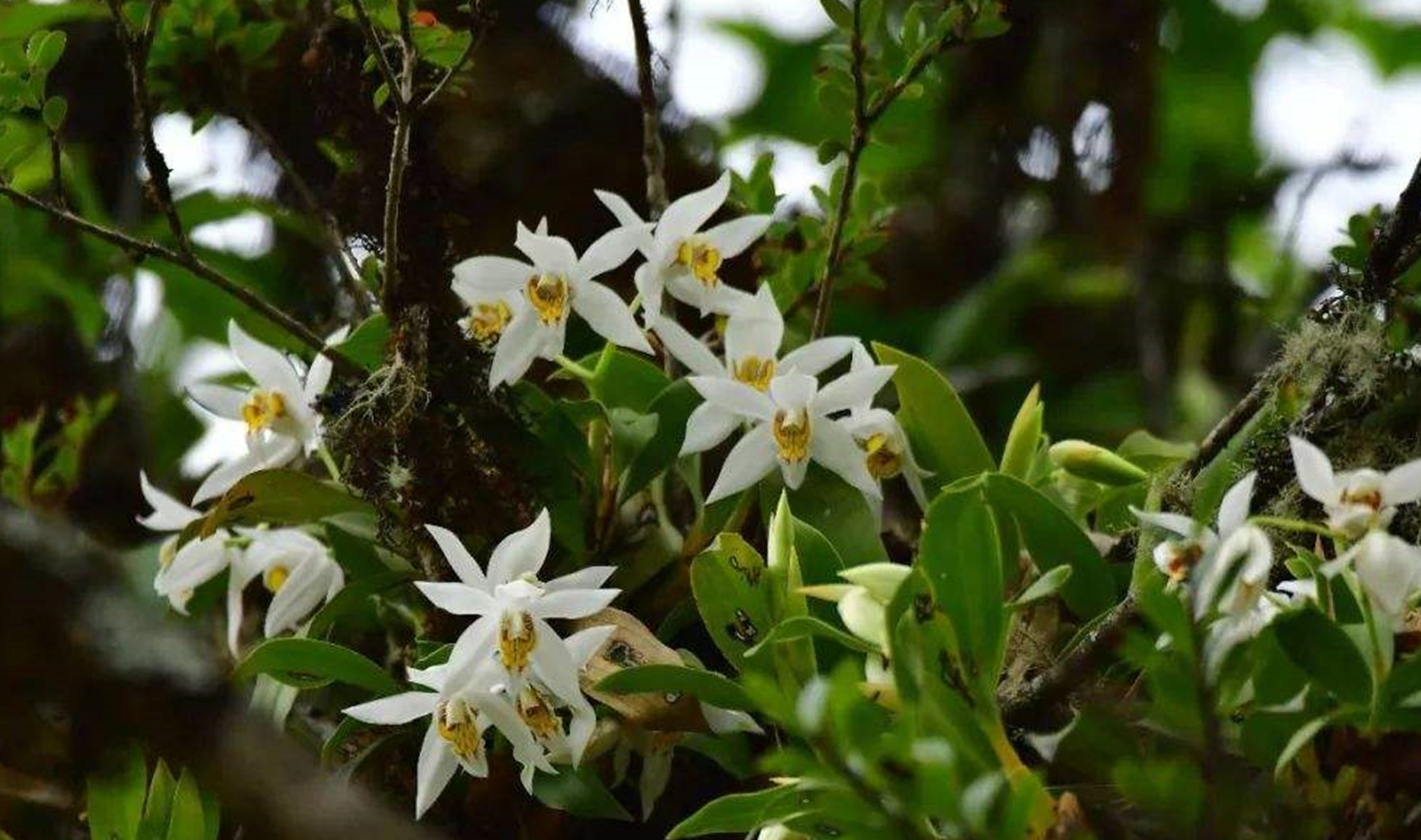  p>贝母兰属(学名:coelogyne lindl.