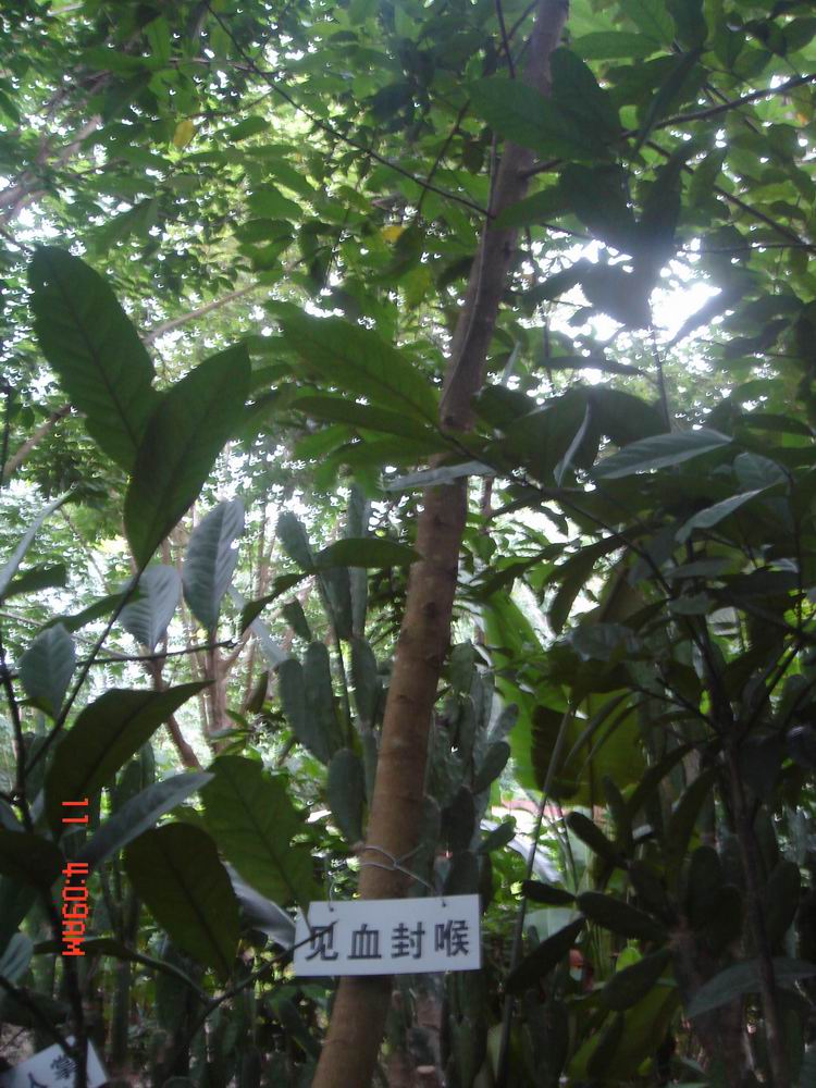 见血封喉属