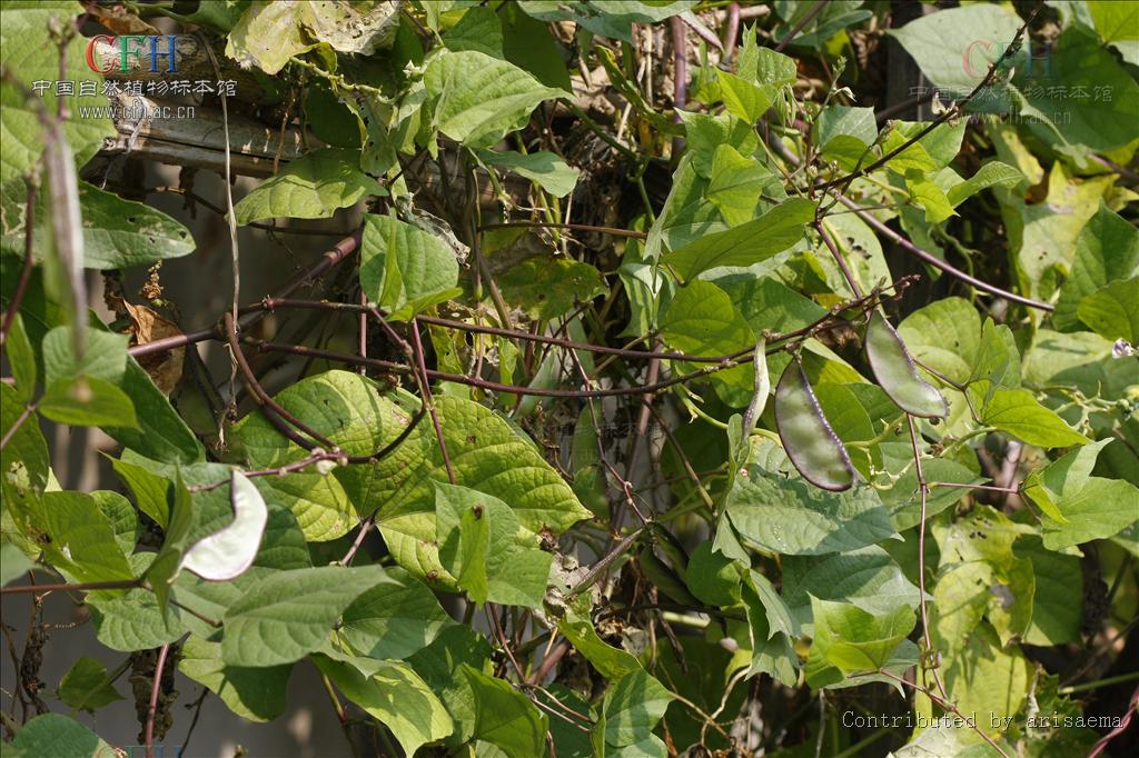  p>扁豆(学名: i>lablab purpureus /i> (linn.