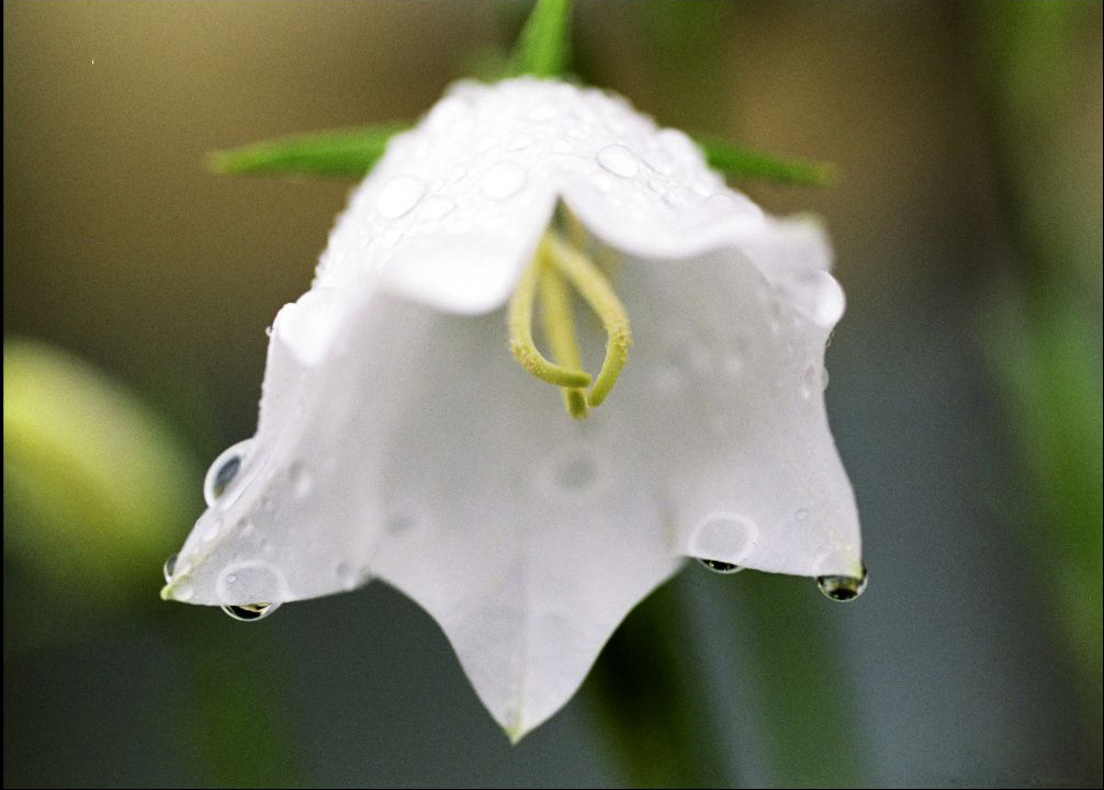  p> b>白钟花 /b>(学名: i>cyananthus montanus /i>)是桔梗科 a