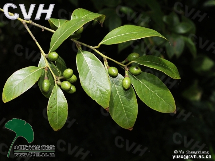 ilex purpurea hassk.