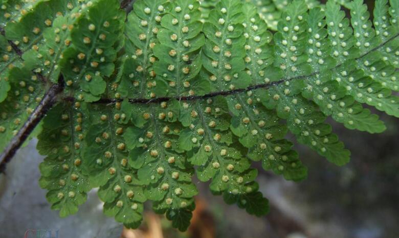 ="#">蹄盖蕨科 /a> a href="#">蹄盖蕨属 /a>下的一个种,簇生鳞片叶