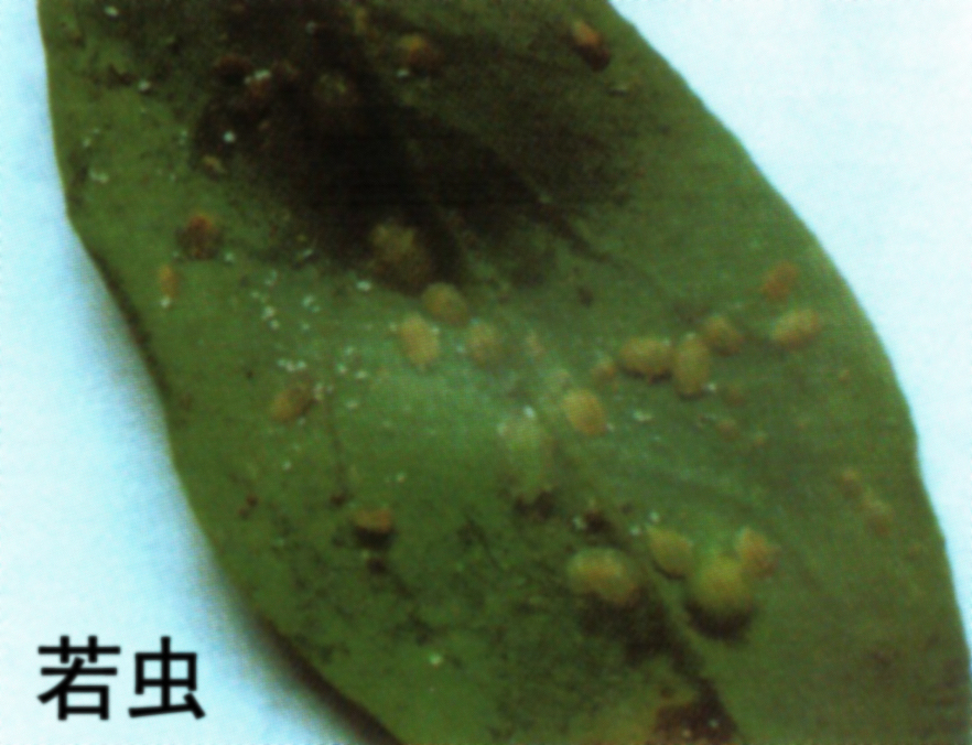  p>昆虫名,属半翅目,木虱科.