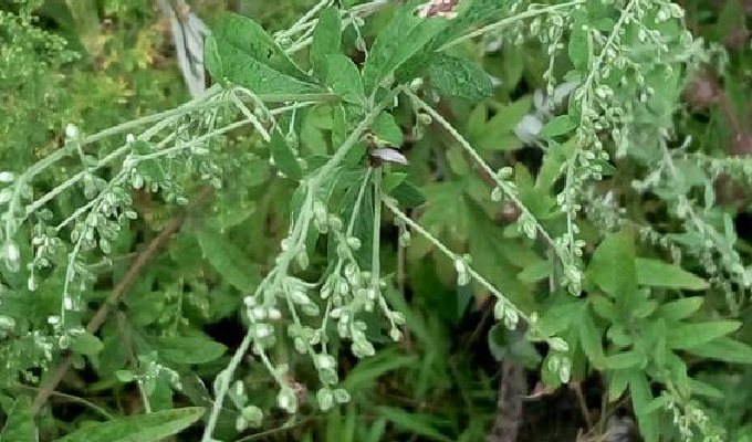  p>甘青蒿( a href="#" data-lemmaid="8074290">学名 /a>:artemisia