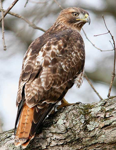  p>红尾鵟(学名: i>buteo jamaicensis /i>):是分布在北美的鵟属各种