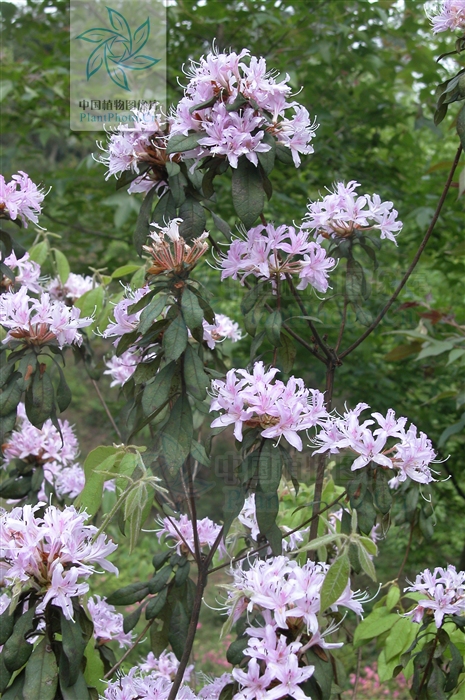  p>溪畔杜鹃(学名: i>rhododendron rivulare /i> hand.-mazz.