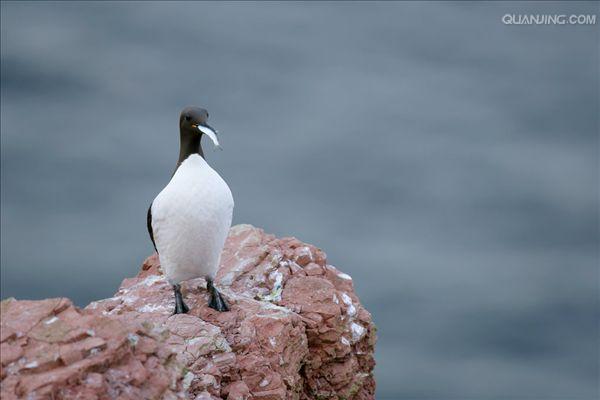 id="gnywtg0dx6">海雀是鸟纲鸥形目海雀科鸟类的通称,是典型的海鸟