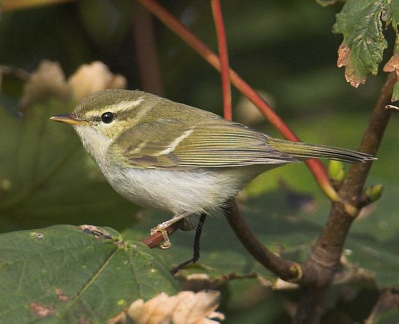  p>暗绿柳莺(学名: i>phylloscopus trochiloides /i>):小型鸟类,体长