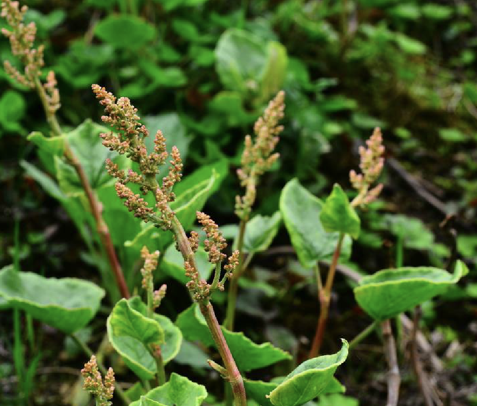 p>中华山蓼(学名: i>oxyria sinensis /i> hemsl.