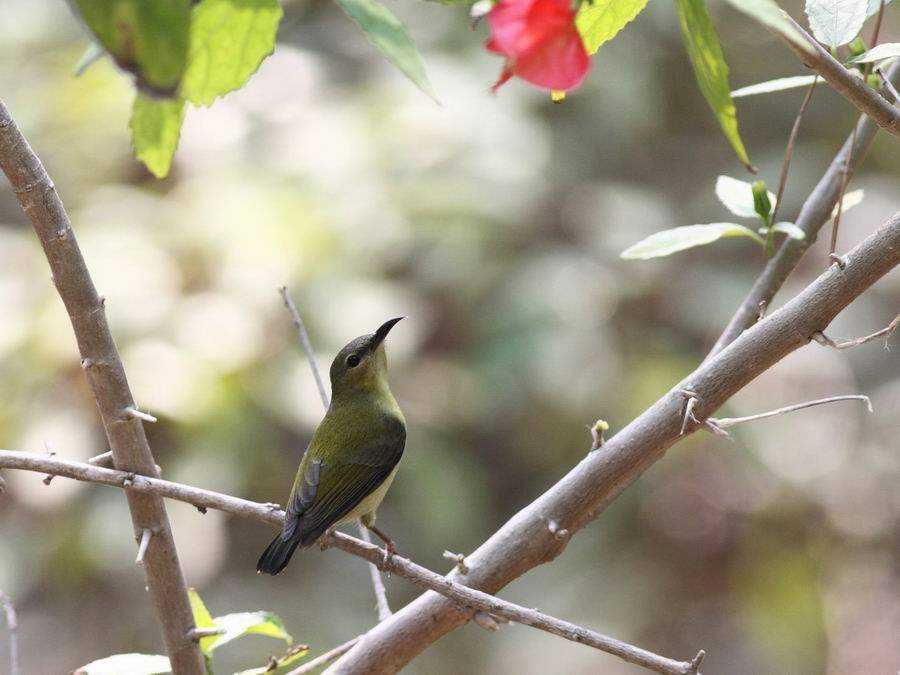  p>叉尾太阳鸟(学名: i>aethopyga latouchii /i>),别称燕尾太阳鸟,是