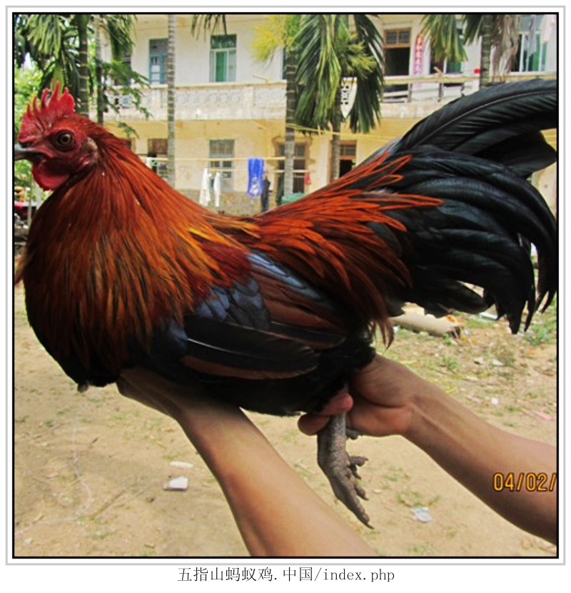  p>"五指山山鸡"生长于海南省五指山原始热带雨林山脉,常年为无疫山区