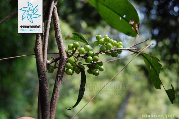 mez)为报春花科 a target="_blank" href="/item/酸藤子属/3768039"