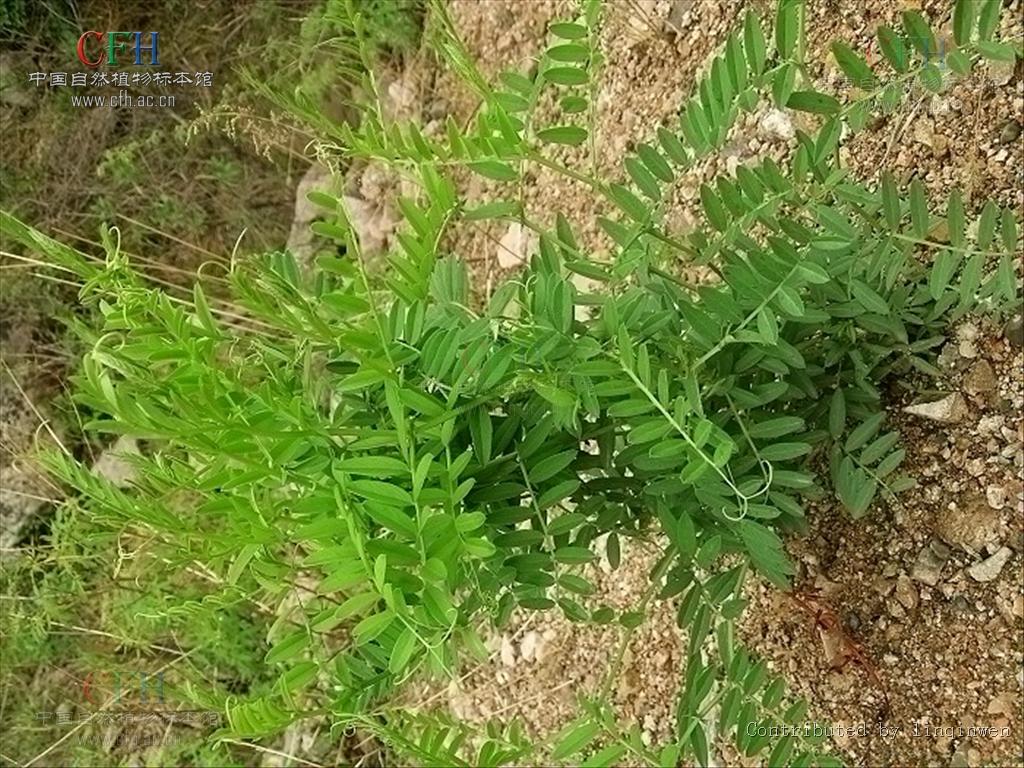 铁线透骨草