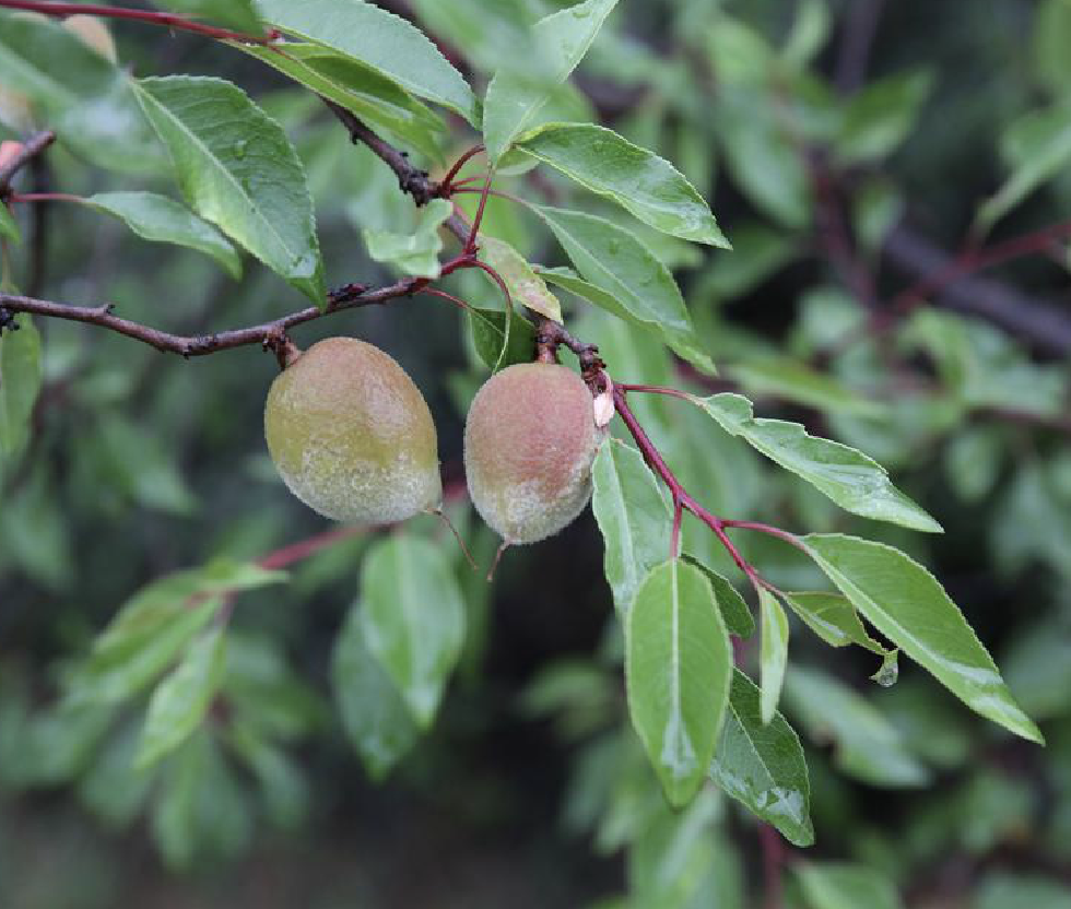  p>长梗扁桃(学名: i>amygdalus pedunculata  /i>pall.