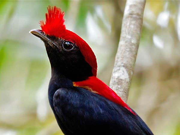  p>鸟类羽冠(bird crista):亦称 a href="#" data-lemmaid="22736143"