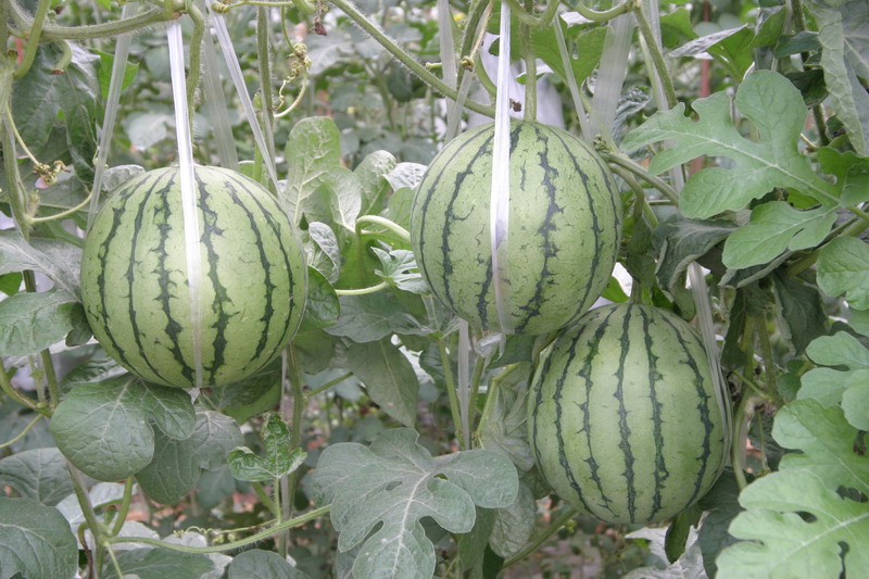  p data-id="go0l782ofp">西瓜的一种,果实圆球形,皮厚0.