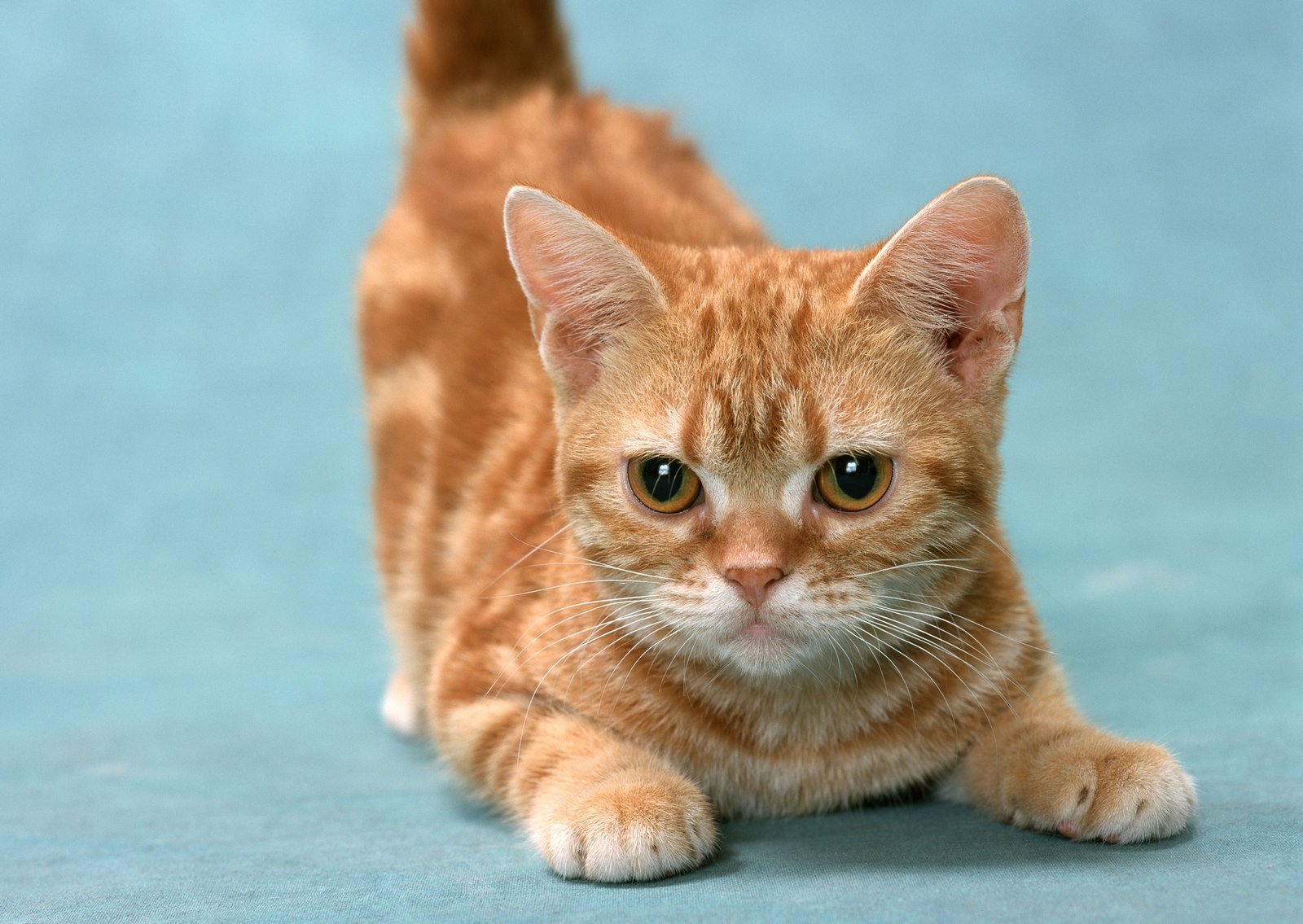  p>狸花猫是一种体格健壮的大型 a target="_blank" href="/item/猫咪