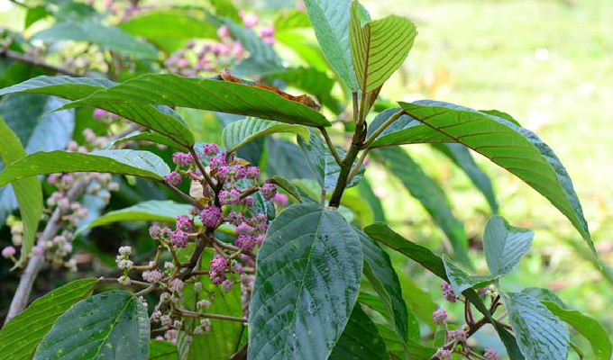  p>锥头麻属(学名:poikilospermum zippel ex miq.