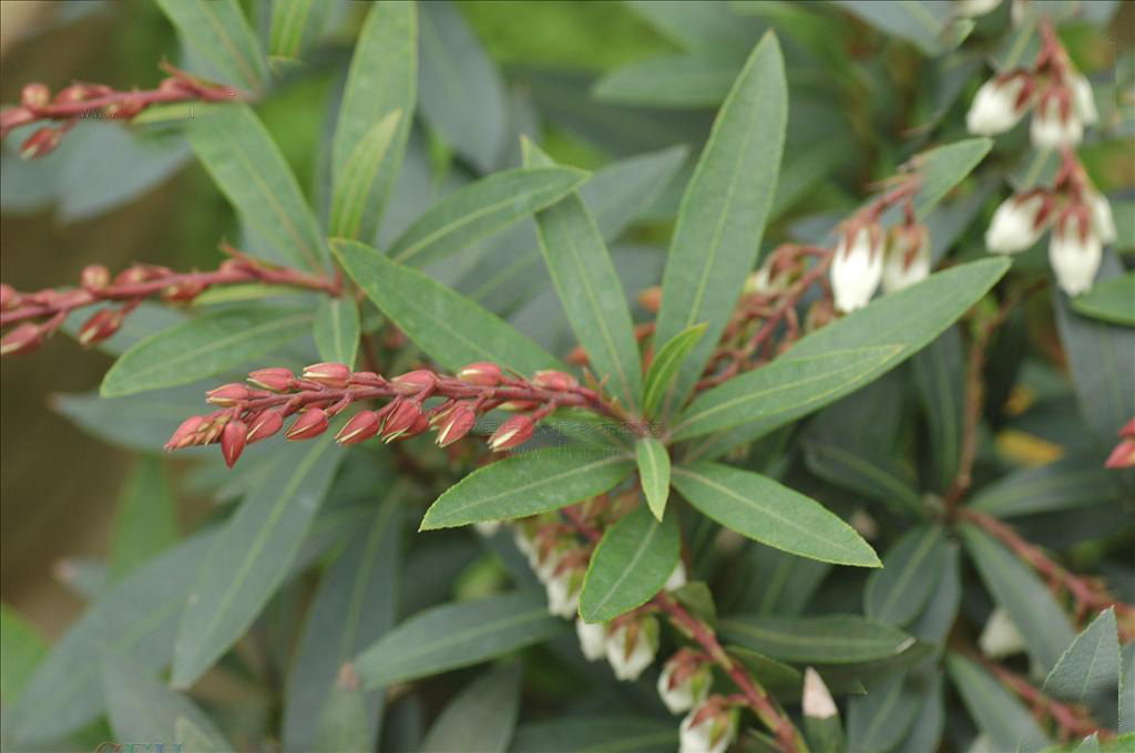  p>长萼马醉木( a target="_blank" href="/item/学名/8074290" data