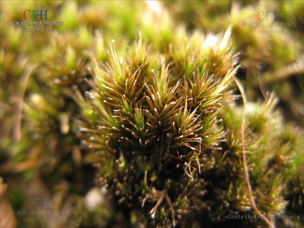  p>藓纲(musci)是 a target="_blank" href="/item/苔藓植物门