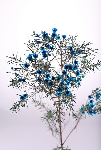 杰拉尔顿腊花