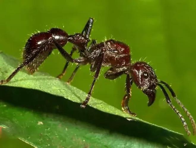 class="ref" data-ctrid="thnvdowsxr2i">子弹蚁,是节肢动物门昆虫纲