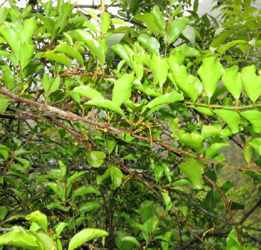 木兰寄生（中药）_百度百科