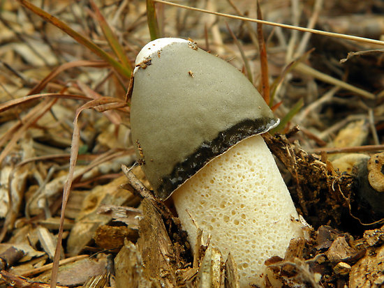 phallus ravenelii