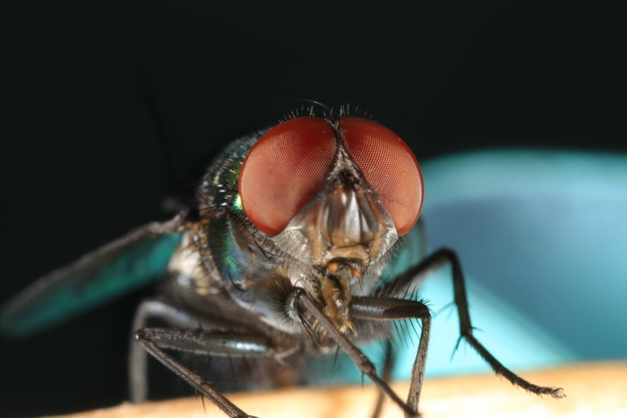 苍蝇