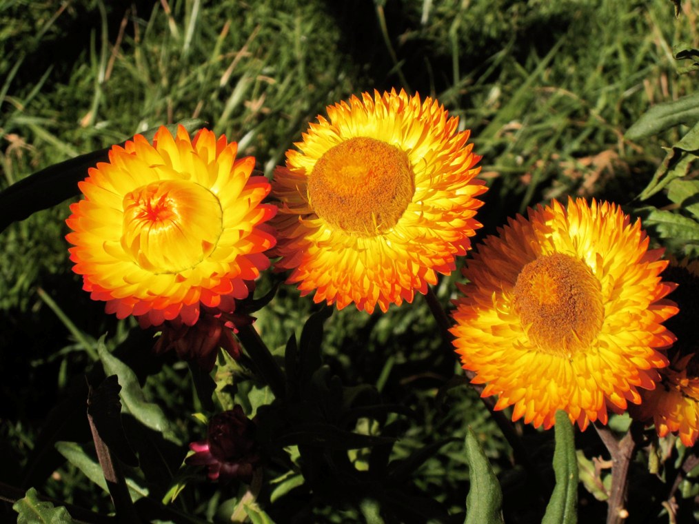 andr.)是菊科蜡菊属植物,一年或二年生草本.